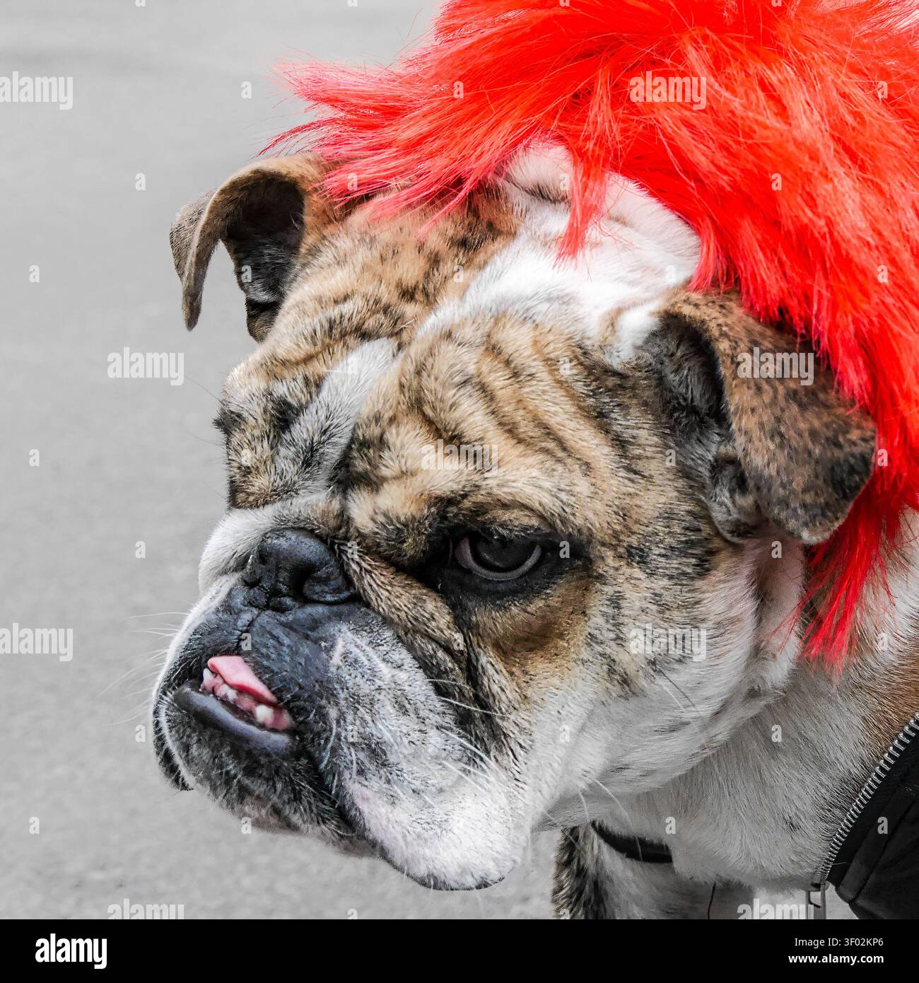 Bulldog inglese con la lingua fuori e un costume di halloween in arancione sembra serio con un underbite Foto Stock