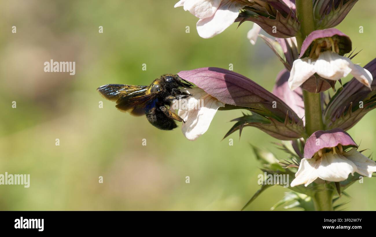 un'ape carpentiere coperta di polline che vola verso i fiori Foto Stock