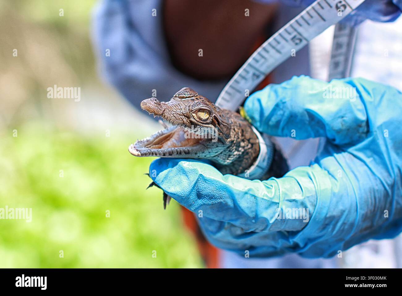 Ricercatore che misura un coccodrillo neonato con un metro per la ricerca sulla conservazione Foto Stock
