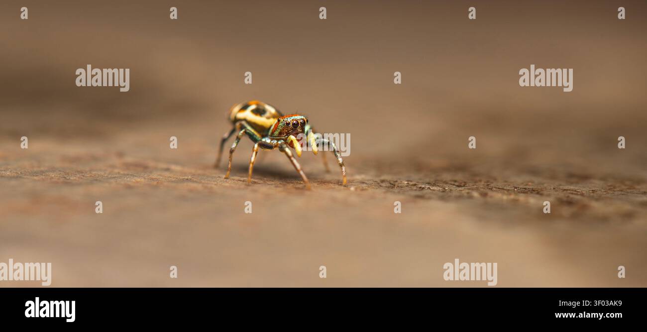 Lo scintillante ragno Northern Jumping o Cosmophasis micarioides. Noti per i loro brillanti colori iridescenti, sono cacciatori visivi attivi che Foto Stock