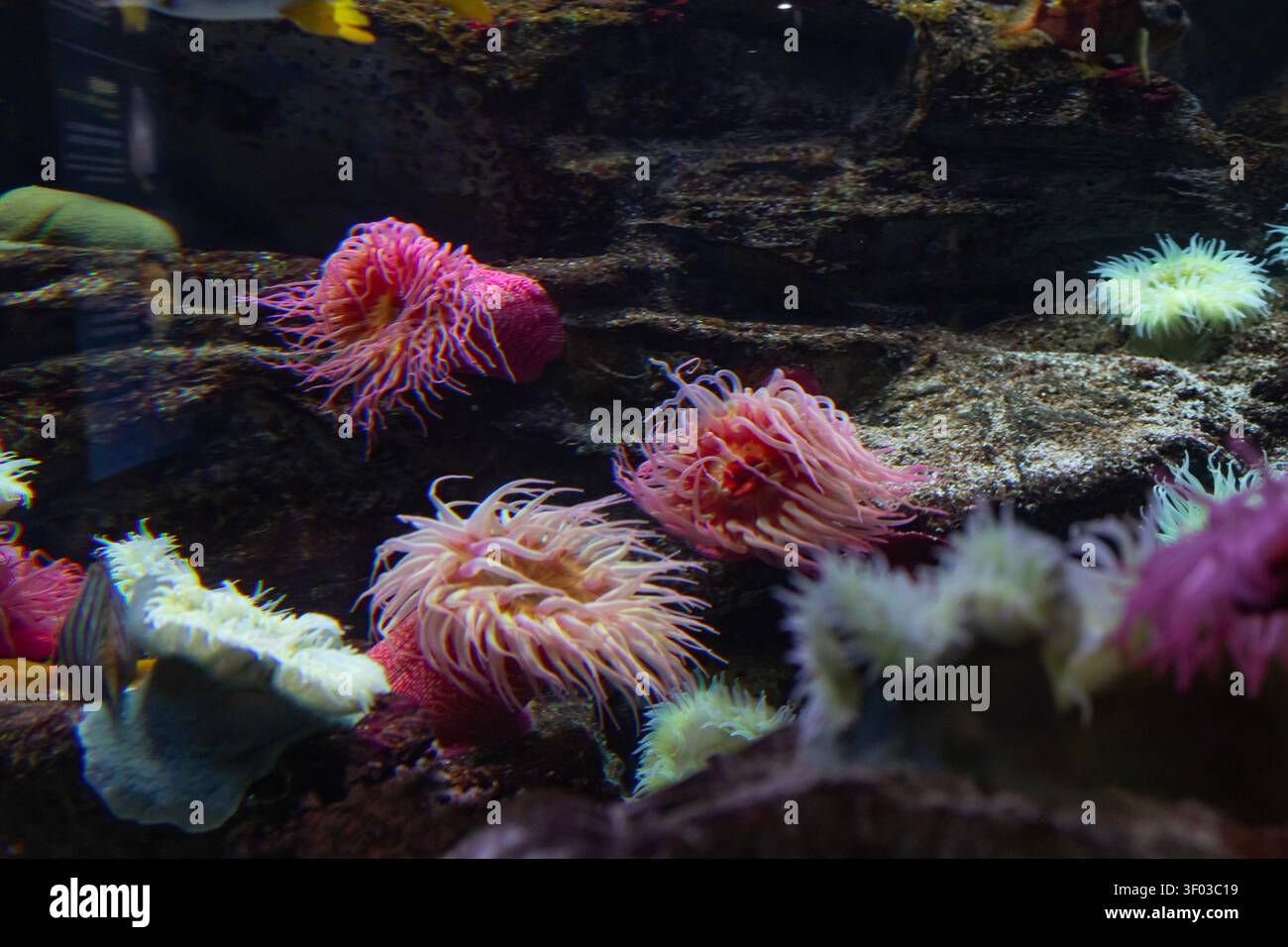 Coloratissimi anemoni marini e pesci tropicali nell'habitat sottomarino dell'acquario Foto Stock