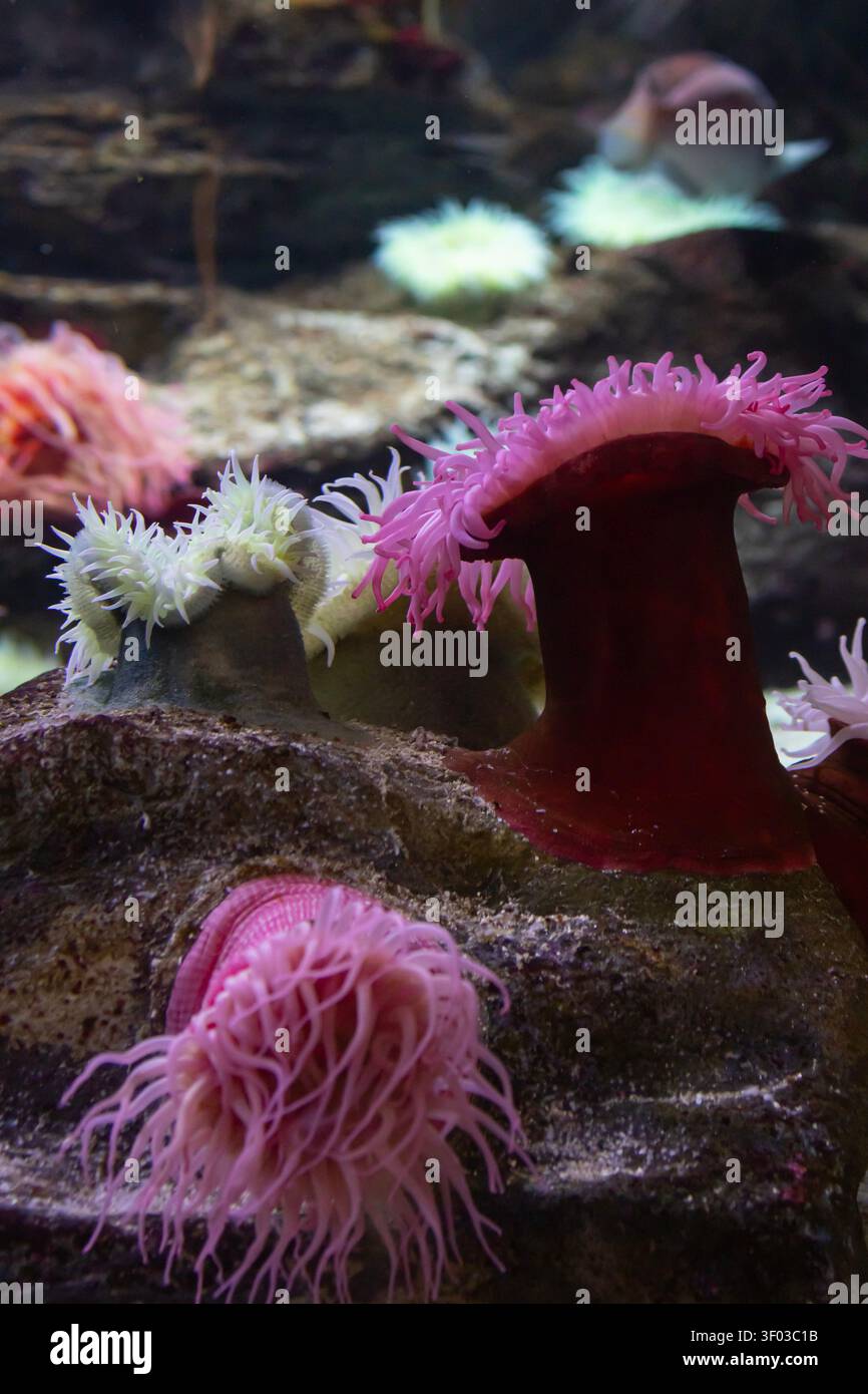 Coloratissimi anemoni marini e pesci tropicali nell'habitat sottomarino dell'acquario Foto Stock