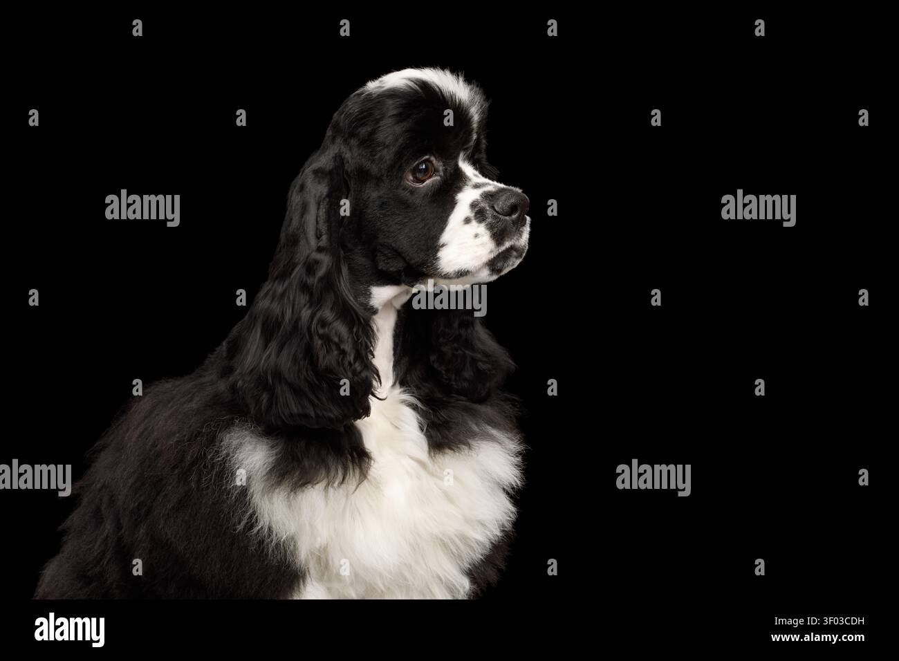 American Cocker Spaniel guardando lontano in vista profilo, ritratto studio su sfondo nero Foto Stock