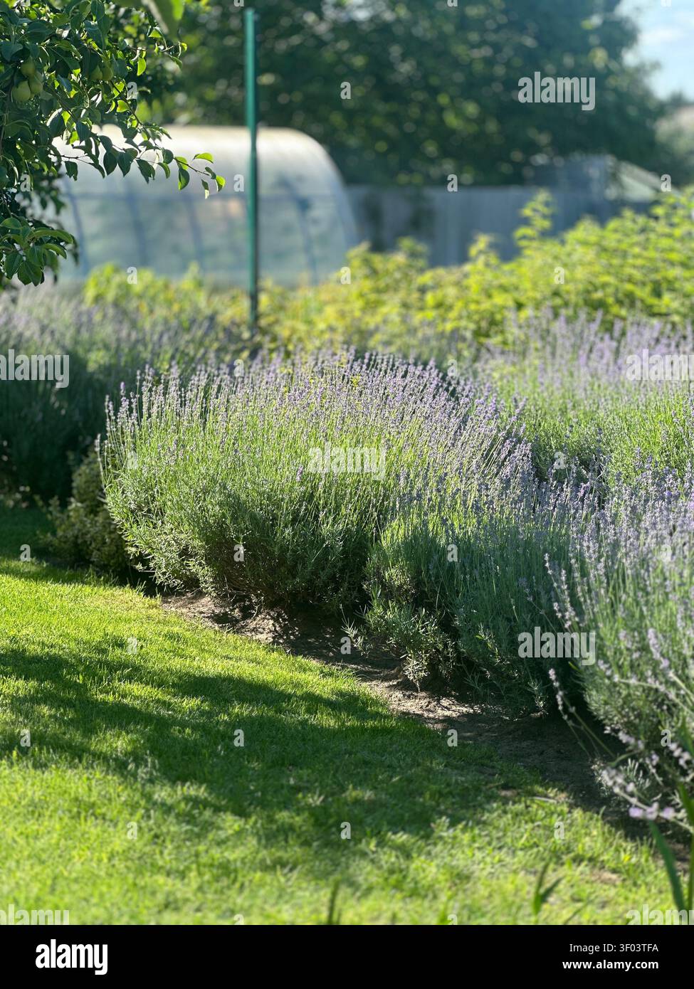 Cespuglio di lavanda in fiore e una serra in policarbonato in un giardino soleggiato. - Immagine stock catturata con smartphone