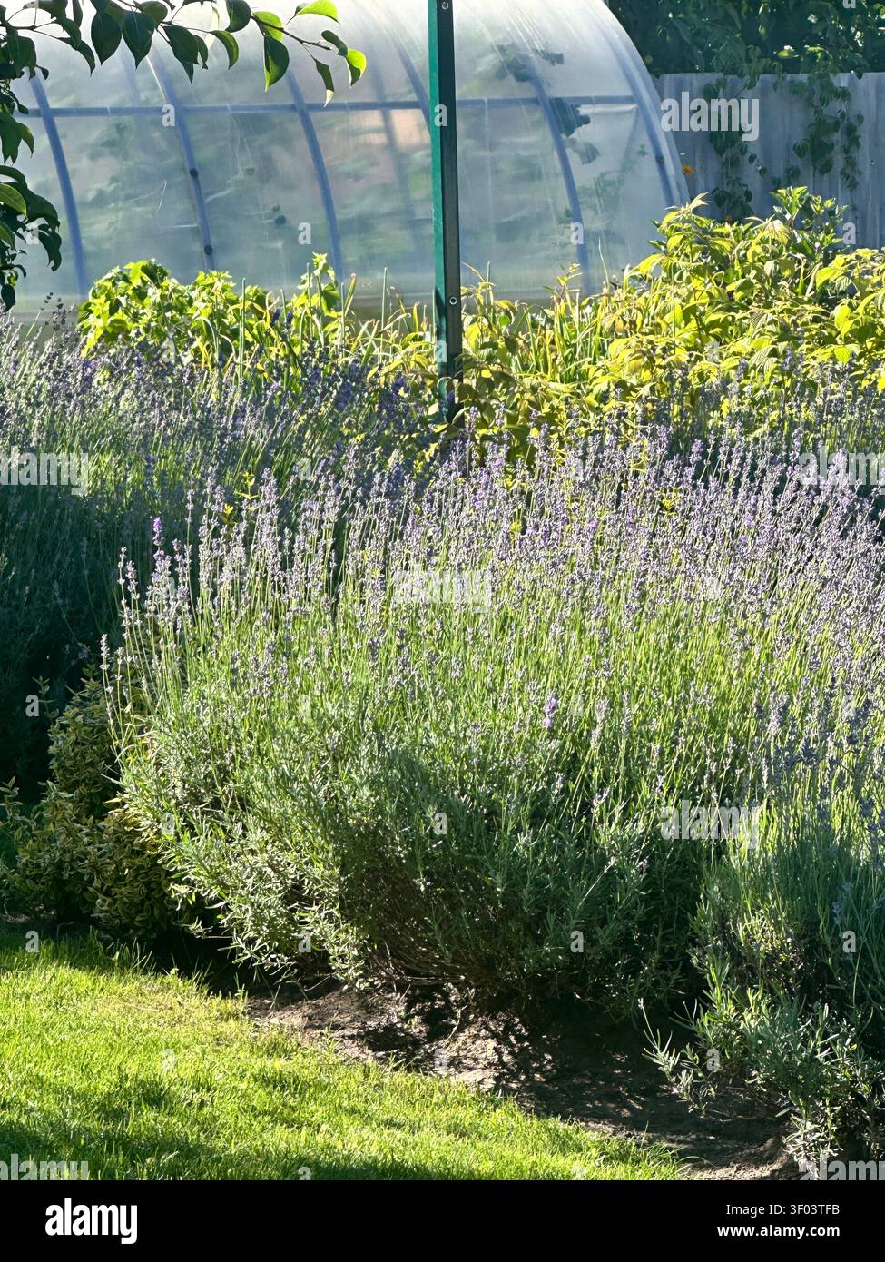 Cespuglio di lavanda in fiore davanti a una serra da giardino in una giornata soleggiata. - Immagine stock catturata con smartphone