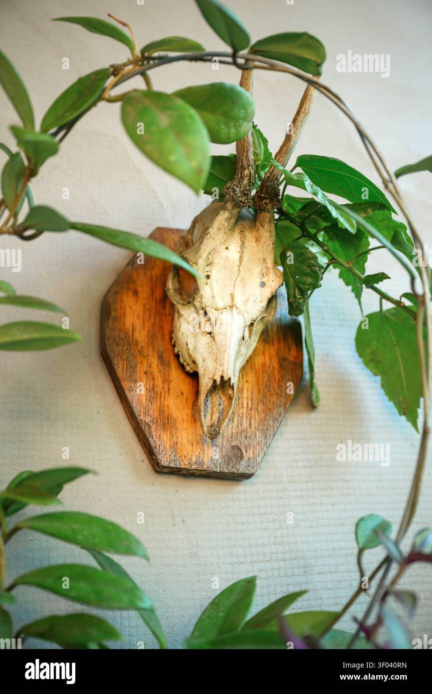 Teschio di animali montato su una placca di legno incorniciata da rami frondosi, combinando stile trofeo rustico con storia naturale e fascino decorativo macabro, se Foto Stock