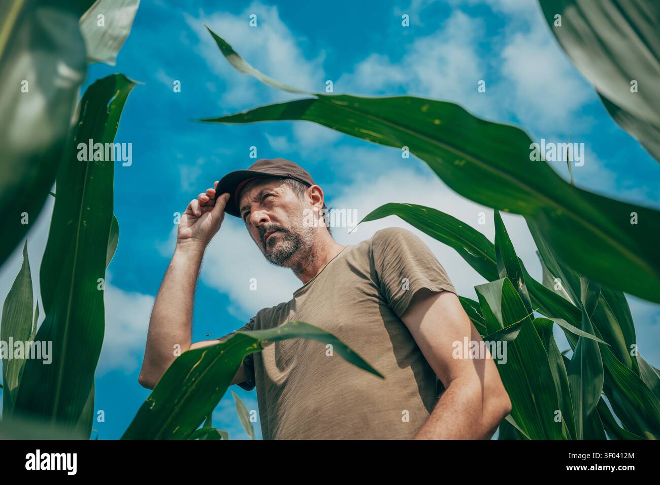 Ritratto di un lavoratore agricolo maturo in piedi in un campo di mais verde e guardando sopra le colture. Agricoltura, gestione delle colture e concetto di sostentamento rurale. Foto Stock