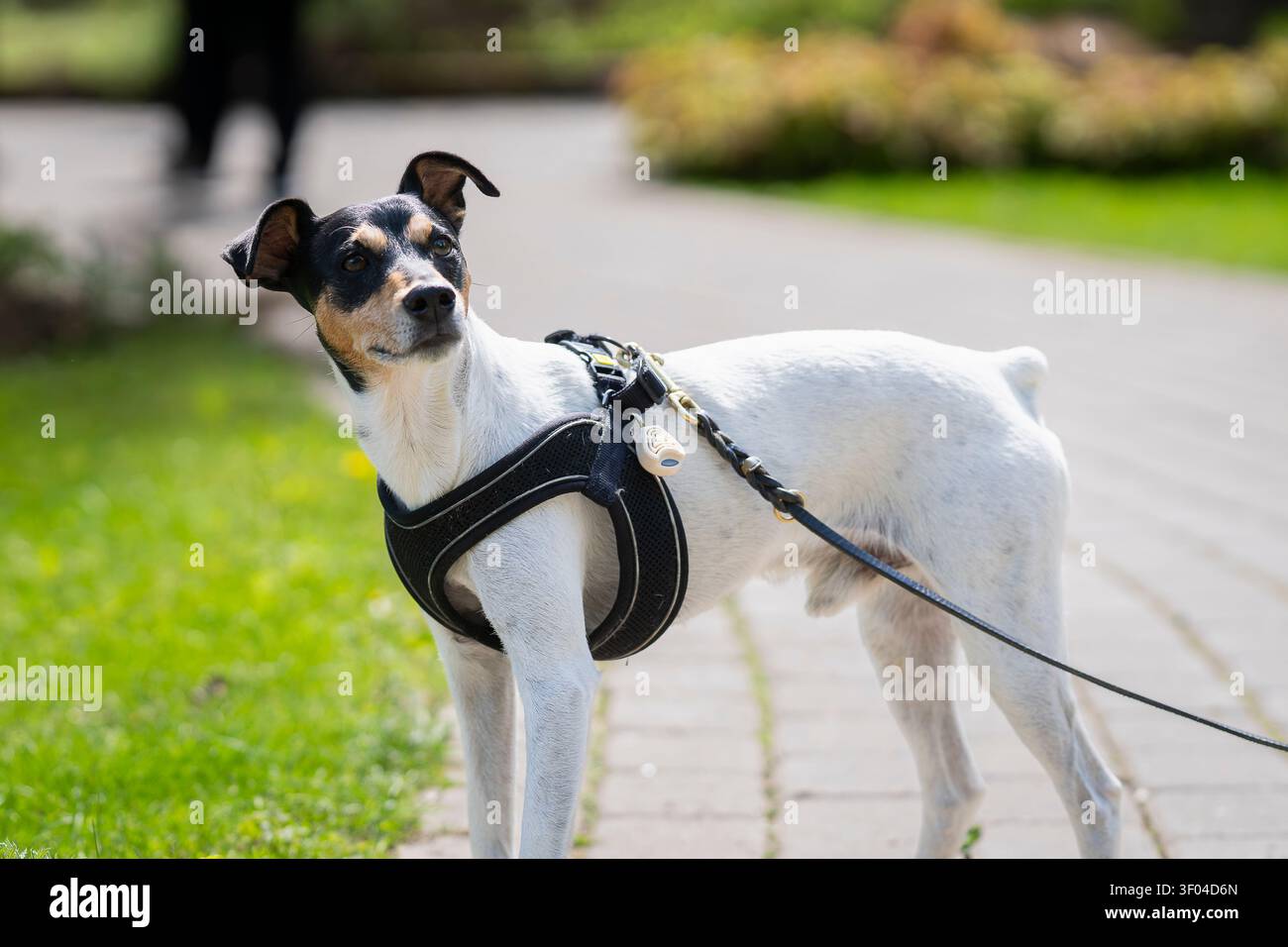 Terrier tricolore dell'Andalusia in piedi al guinzaglio in un parco, indossando un'imbracatura nera. Animali domestici a piedi, proprietari responsabili di cani e animali da compagnia. Foto Stock