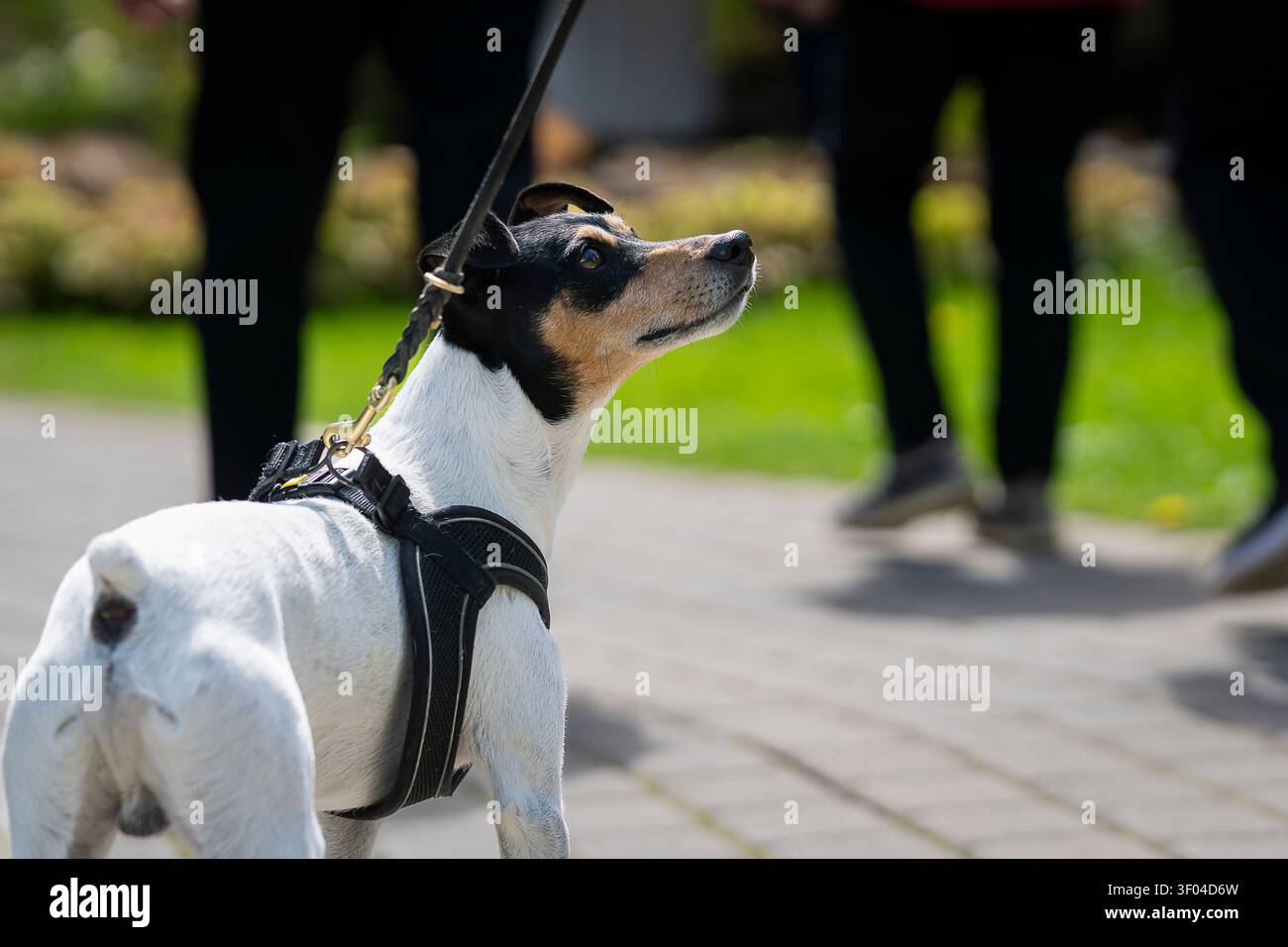 Terrier andaluso tricolore con imbracatura e guinzaglio, guardando attentamente il proprietario durante una passeggiata in un parco cittadino soleggiato. Foto Stock
