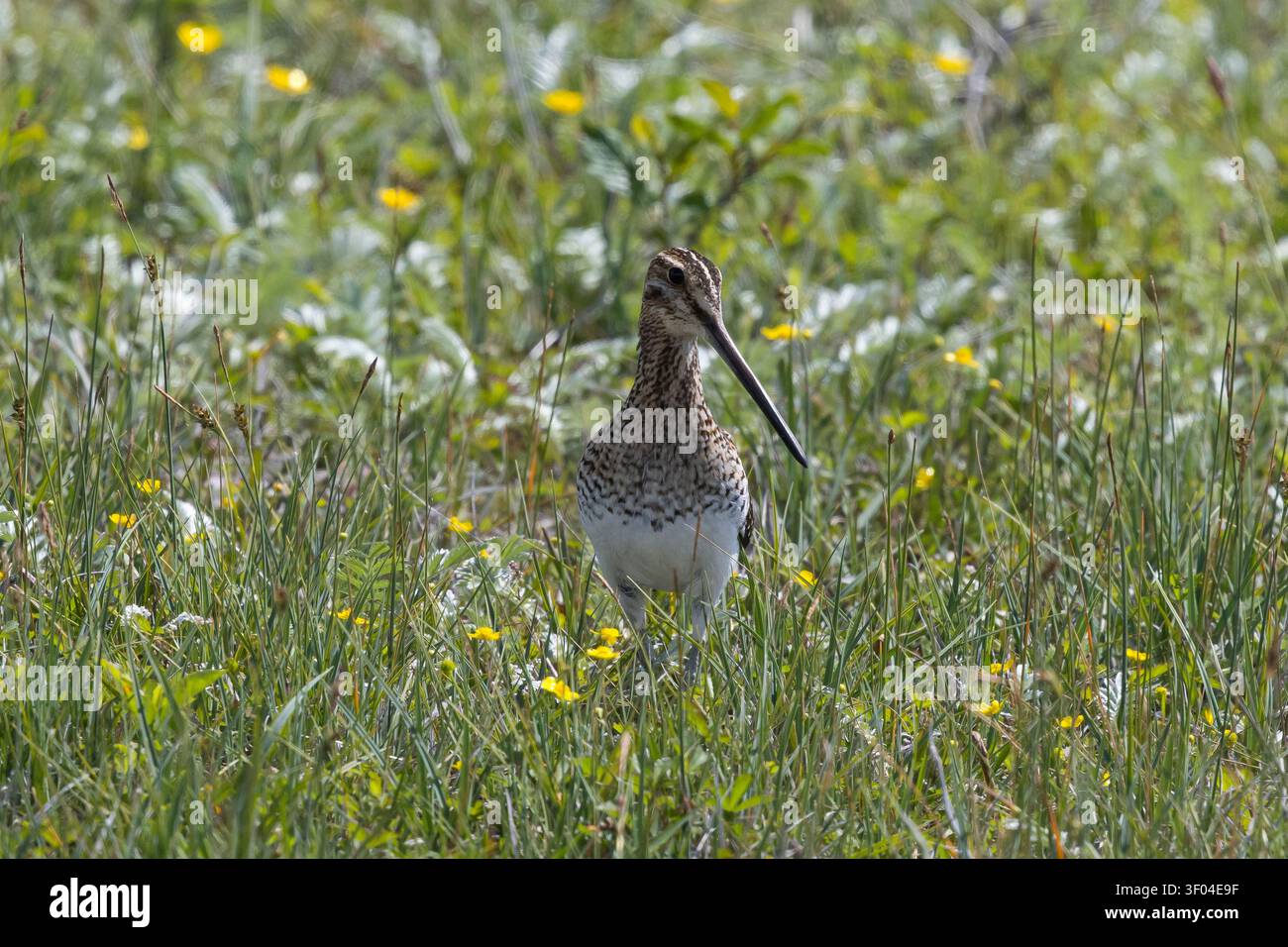 Beccaccia, Beccaccia, Gallinago gallinago, Capella gallinago, beccaccia comune, beccaccia, La Bécassine des marais Foto Stock
