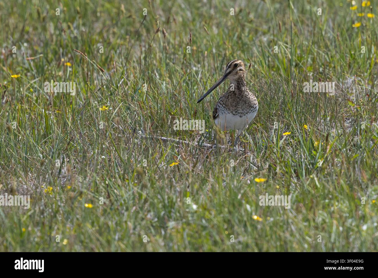 Beccaccia, Beccaccia, Gallinago gallinago, Capella gallinago, beccaccia comune, beccaccia, La Bécassine des marais Foto Stock