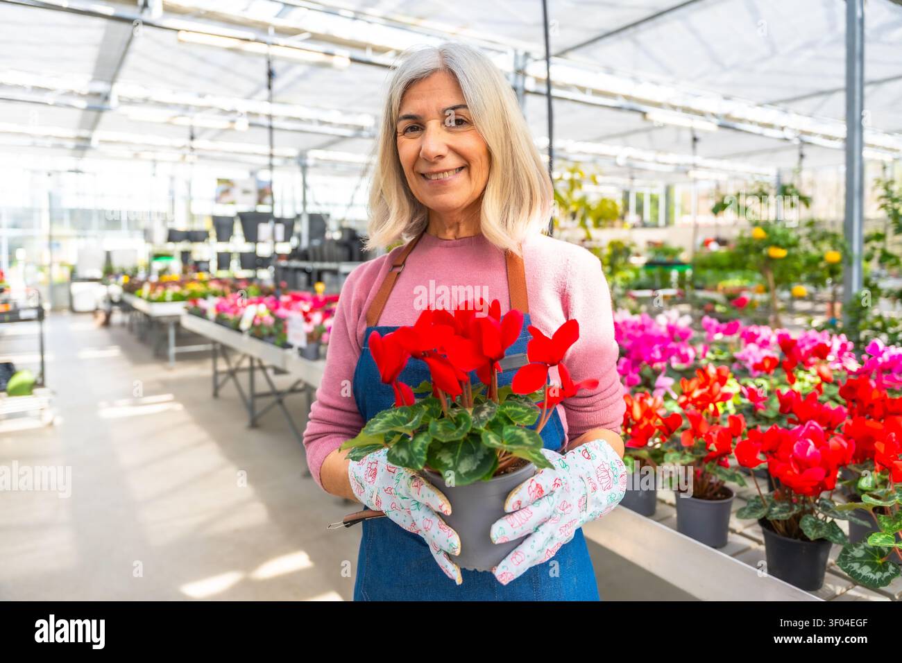 Donna anziana giardiniere sorridente mentre tiene la pianta ciclamina in fiore Foto Stock
