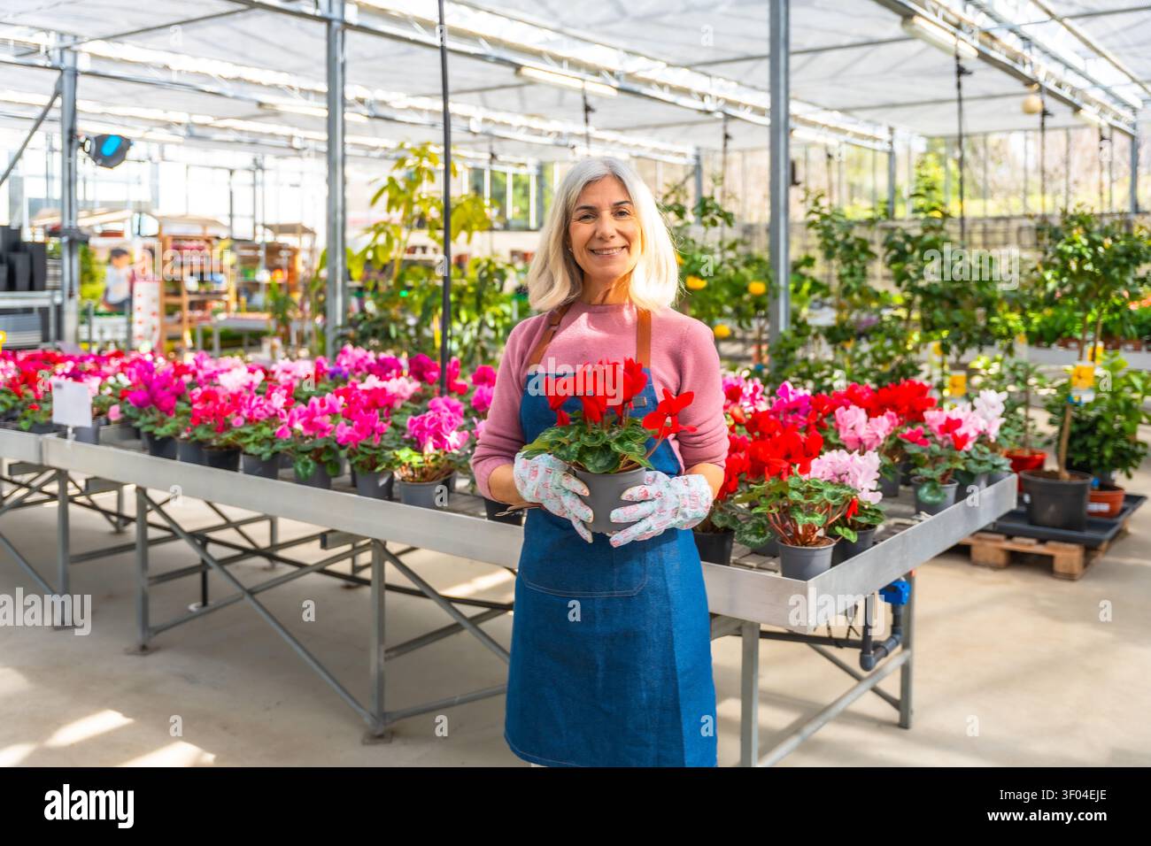 Donna anziana giardiniere che tiene un vaso di fiori rossi Foto Stock
