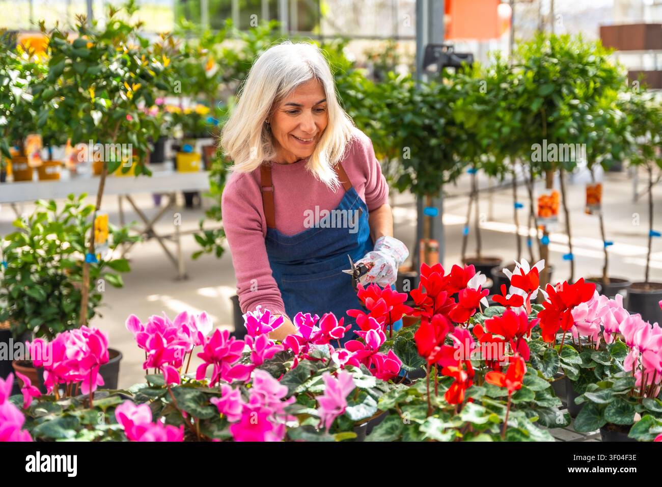 Donna anziana che potano fiori ciclamini in un vivaio Foto Stock