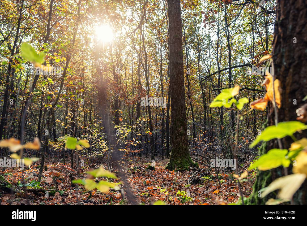 La luce del sole autunnale scorre attraverso la foresta decidua con tronchi alti, fogliame dorato, muschio, ombre e lettiere. La calda retroilluminazione crea serena Foto Stock