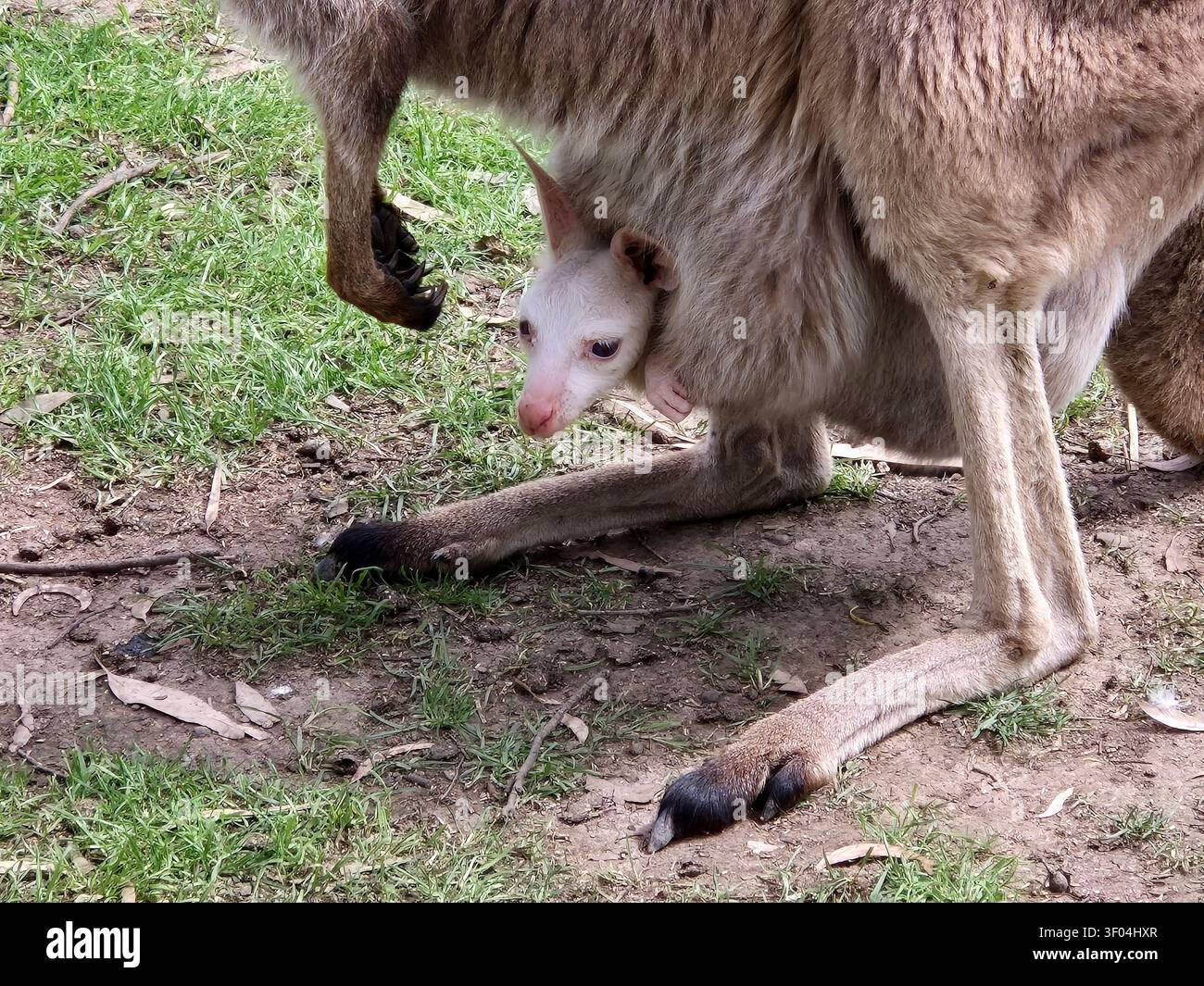 I grigi occidentali sono grandi animali muscolosi. sono da marrone-grigio a marrone-rossastro con una testa piccola, grandi orecchie e una lunga coda spessa utilizzata per il balanc Foto Stock