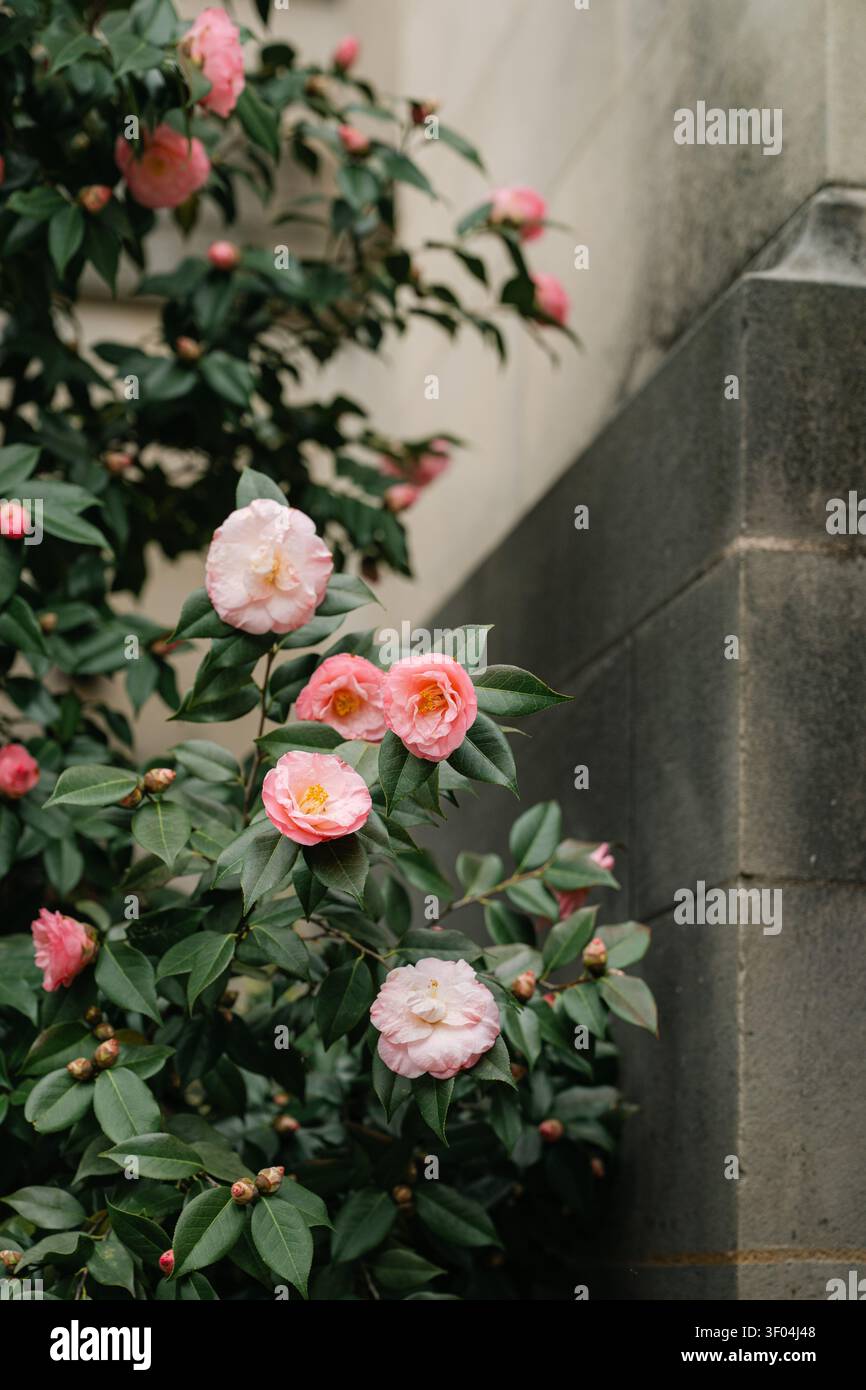 Lussureggiante cespuglio di camelia rosa che fiorisce contro un muro di pietra Foto Stock