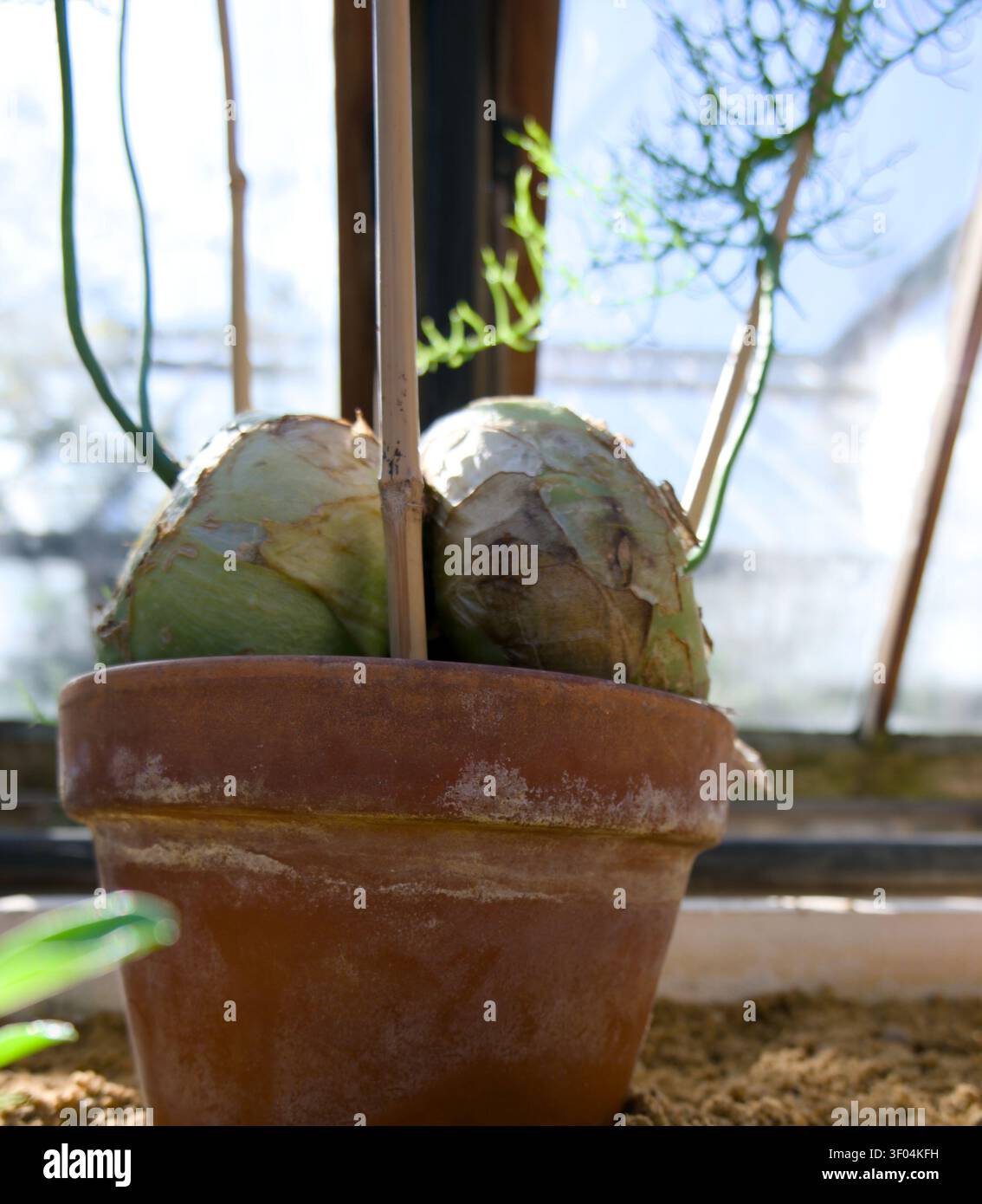 Bowiea volubilis bulbo succulento rampicante che germoglia germogli verdi sostenuti da sostegni di bambù in un vaso di terracotta. Foto Stock