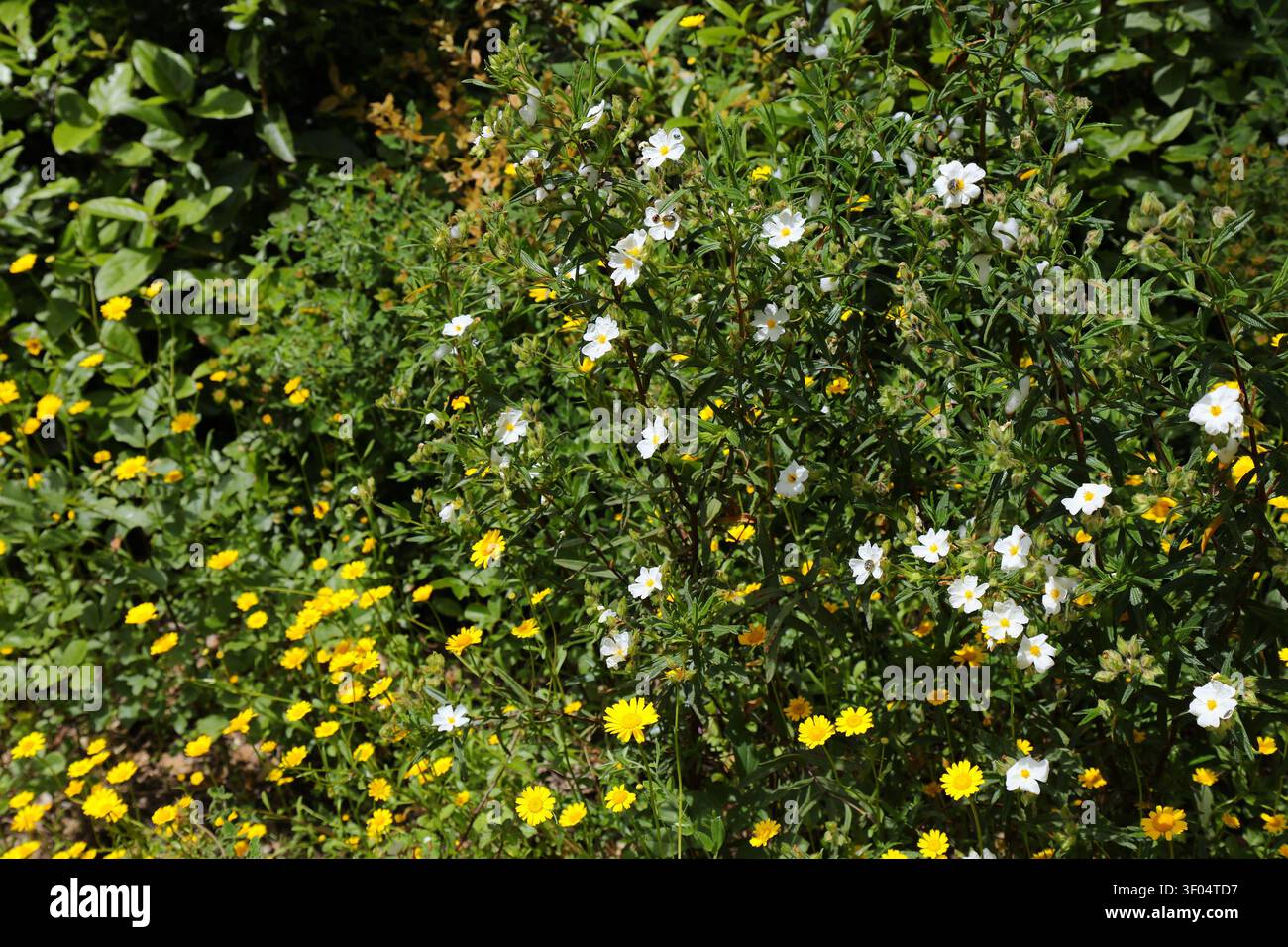 Specie di rock-rose: Cisto di Montpellier (Cistus monspeliensis) in Italia. Arbusto tradizionalmente usato come rimedio nella medicina alternativa. Foto Stock