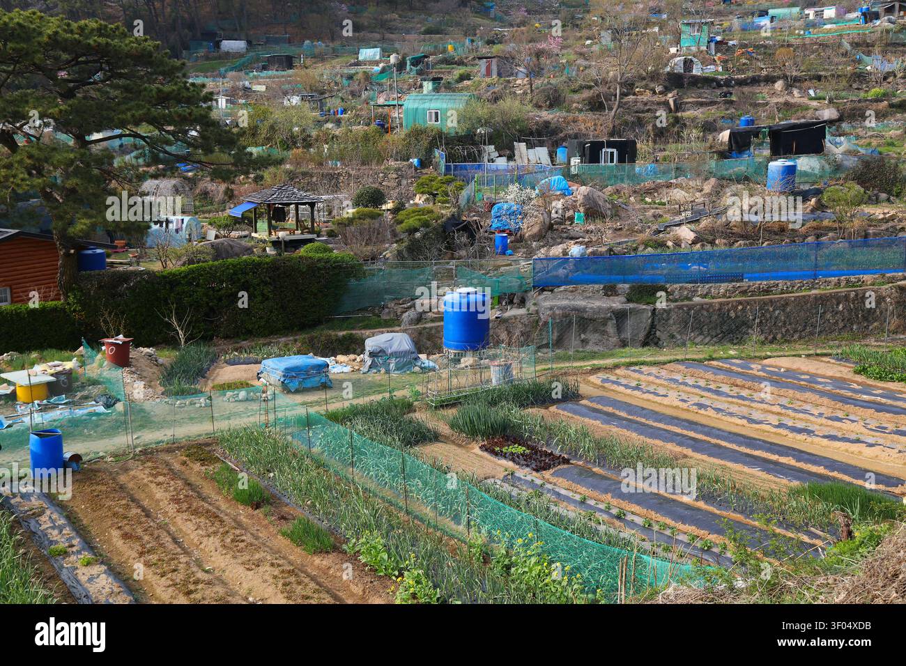 Orti di assegnazione a Busan, Corea. Agricoltura urbana privata su piccola scala – piccoli campi di verdure. Foto Stock