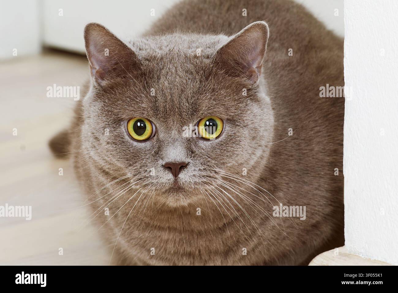 Gatto British Shorthair con grandi occhi gialli che guarda Foto Stock