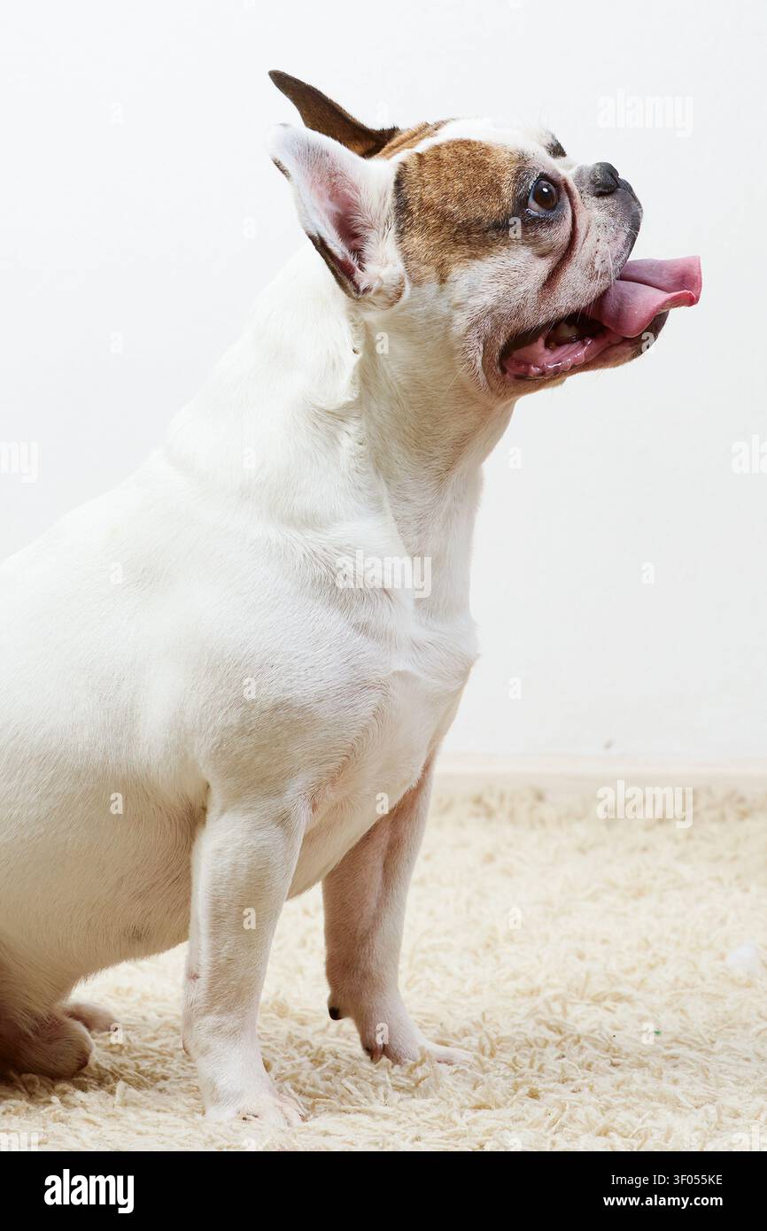 BULLDOG francese seduto su un tappeto con la lingua fuori Foto Stock