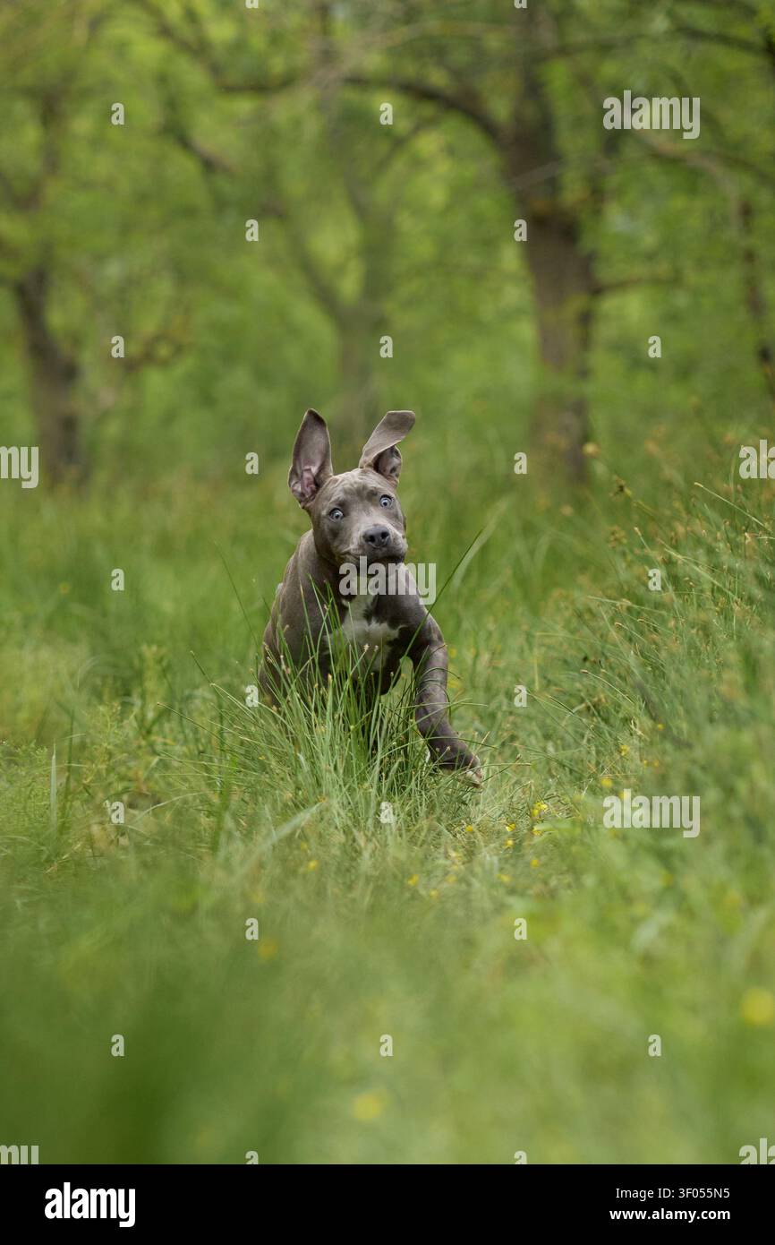 Uno Staffordshire Terrier si muove all'aperto lungo un sentiero di foresta verde. Il movimento e lo sfondo morbido creano un'atmosfera dinamica e avventurosa. Foto Stock