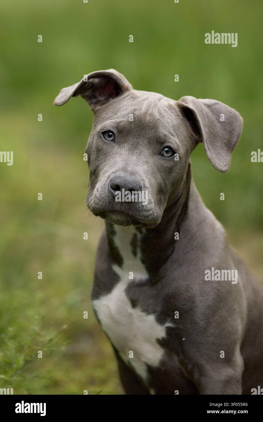 Uno Staffordshire Terrier pone tranquillamente in un ambiente verde tenue. Le tonalità naturali e il contatto diretto con gli occhi creano un ritratto di animali. Foto Stock