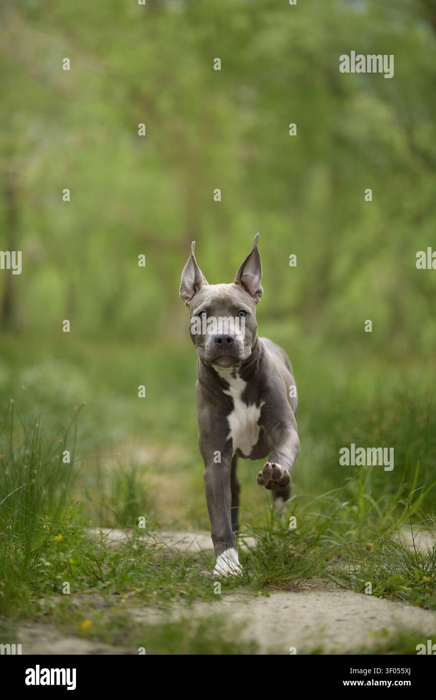 Uno Staffordshire Terrier corre verso la telecamera attraverso un sentiero boschivo verde. Il movimento dinamico e il morbido sfondo naturale creano un ambiente all'aperto energico Foto Stock