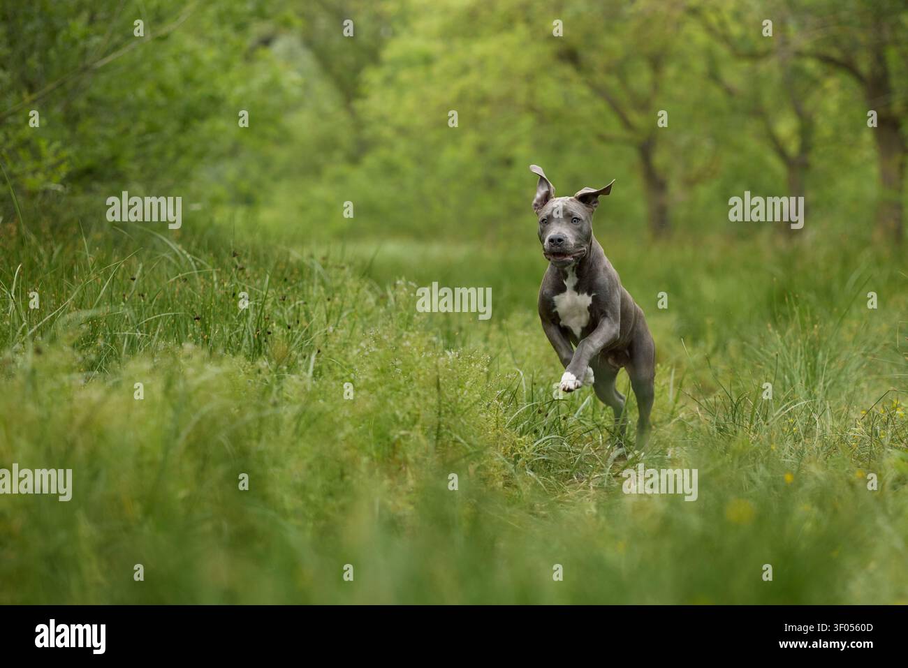Uno Staffordshire Terrier si muove rapidamente attraverso un paesaggio verde all'aperto. Il movimento dinamico e lo sfondo morbido creano un'atmosfera avventurosa. Foto Stock