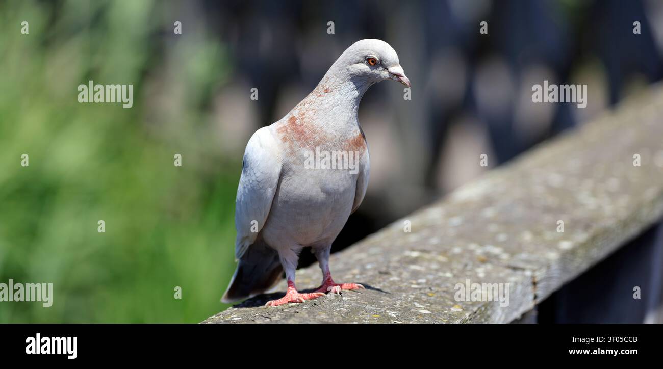 Piccione in piedi su un corrimano di legno, (columba livia), Cardiff Bay, South Wales, Regno Unito Foto Stock