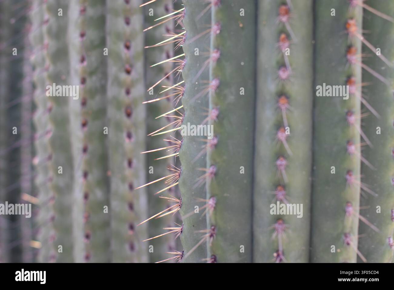 Primo piano delle costolature verticali di un cactus con spine illuminate dal sole messe a fuoco nitido. La messa a fuoco selettiva evidenzia la texture e il carattere desertico, creando un caldo sud-ovest Foto Stock