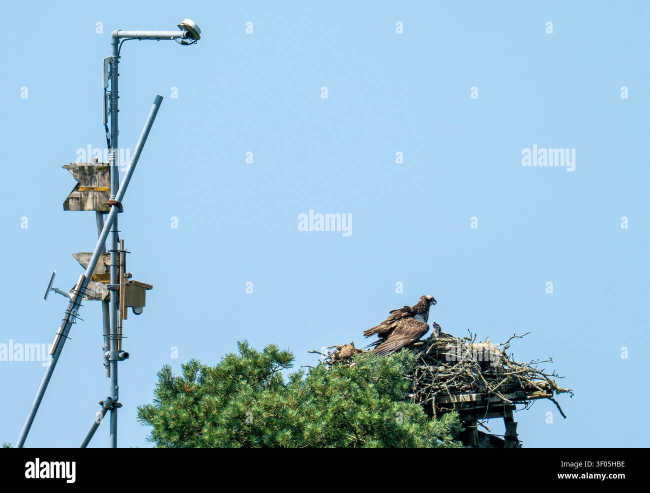 Un falco di Osprey, un haliaetus del Pandion che usa le ali per proteggere i suoi giovani dal sole durante un'ondata di caldo, Esthwaite Water Lake District, Regno Unito. Foto Stock