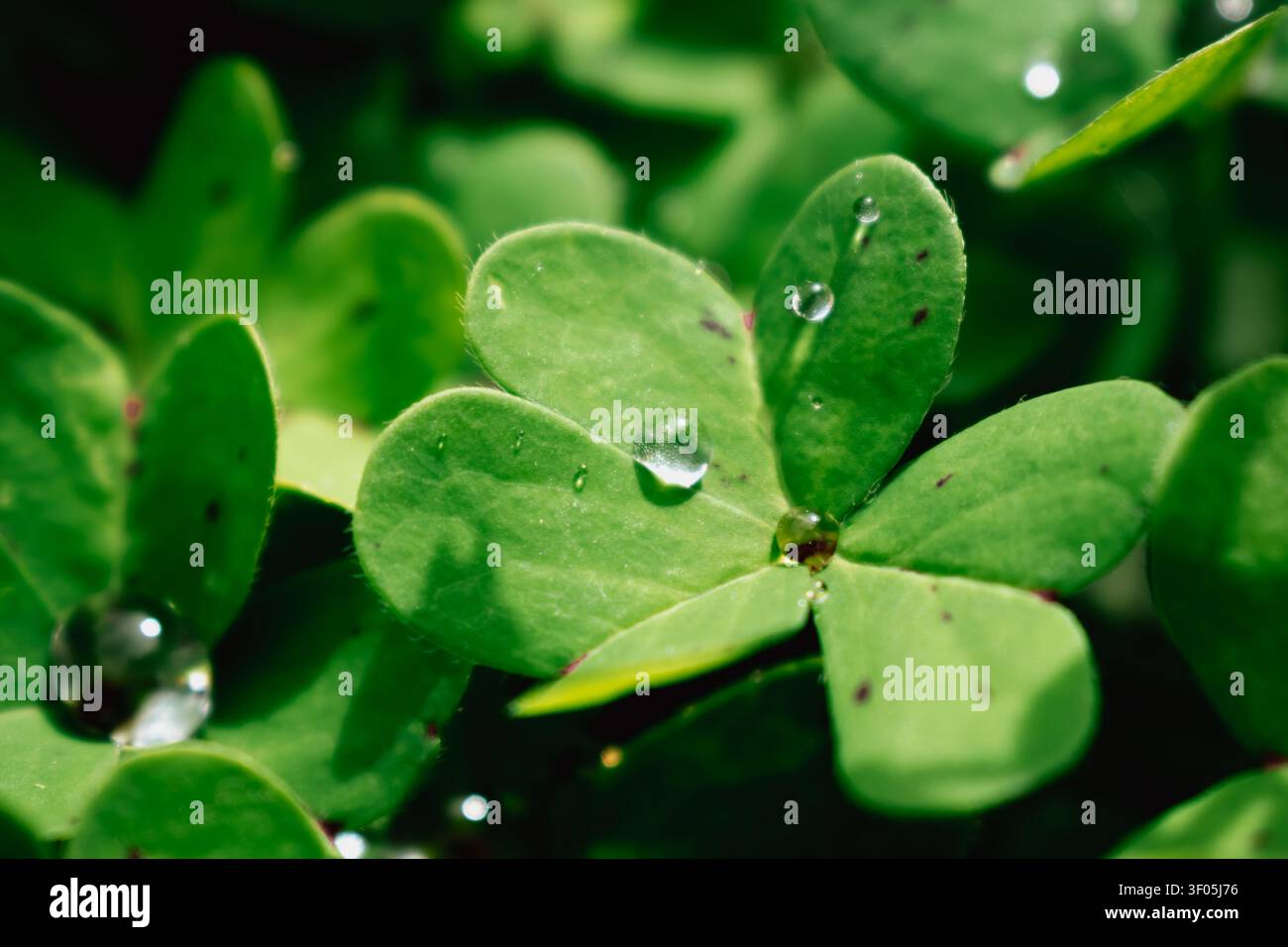 Foto macro orizzontale ravvicinata di foglie di trifoglio verde vibranti con gocce d'acqua cristalline e gocce di rugiada mattutine scintillanti nelle brillanti giornate estive Foto Stock
