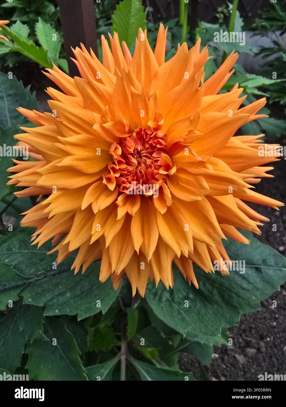 Dahlia, Terry Brandy, a bordi medi Foto Stock