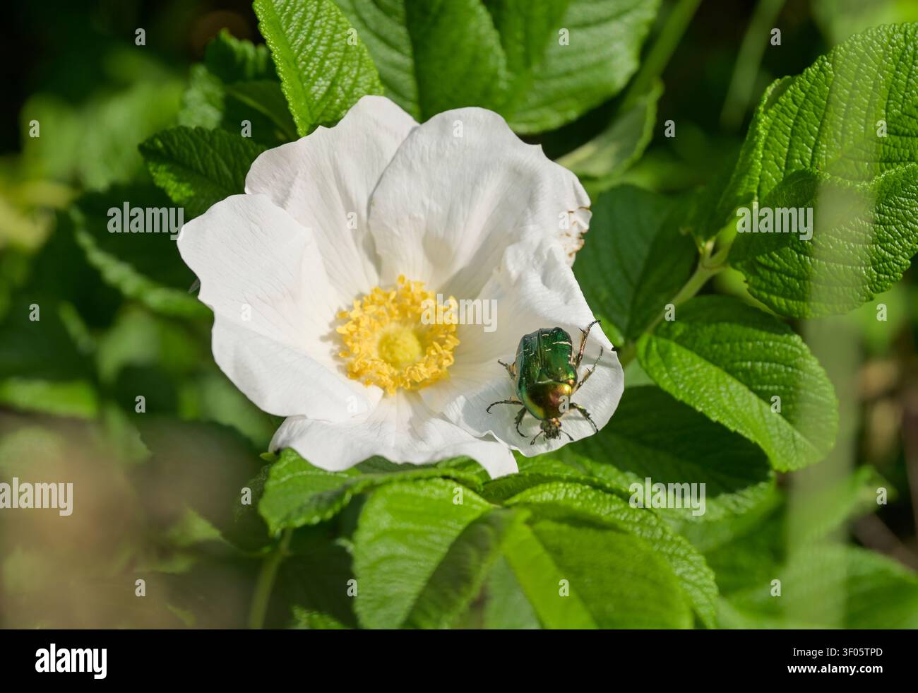 Fioritura, rosa siepe, chafer di rose dorate Foto Stock
