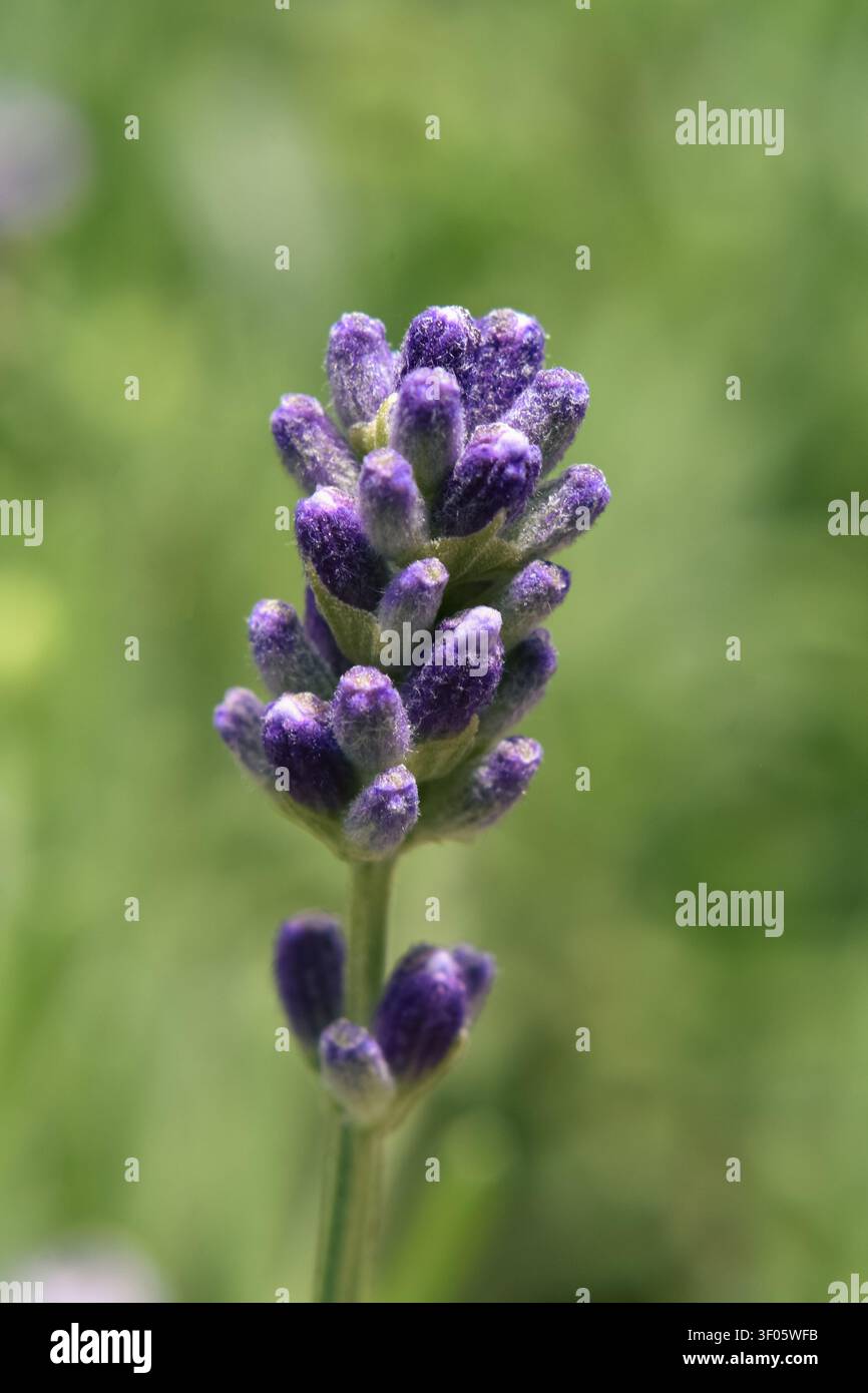 Macro shot di un fiore di lavanda Foto Stock