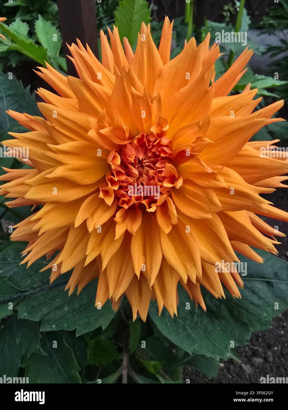 Dahlia, Terie Bandy, Frange Media Foto Stock