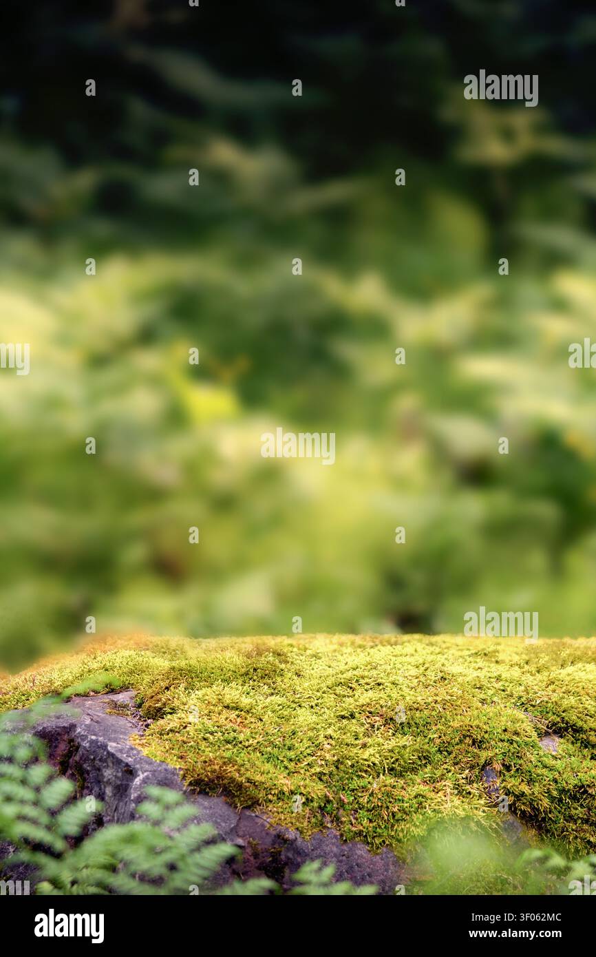Muschio verde che cresce su una roccia con un morbido sfondo boschivo sfocato. Mockup verticale naturale per l'esposizione di cosmetici, prodotti per la cura della pelle, profumi, gioielli, prodotti ecologici Foto Stock