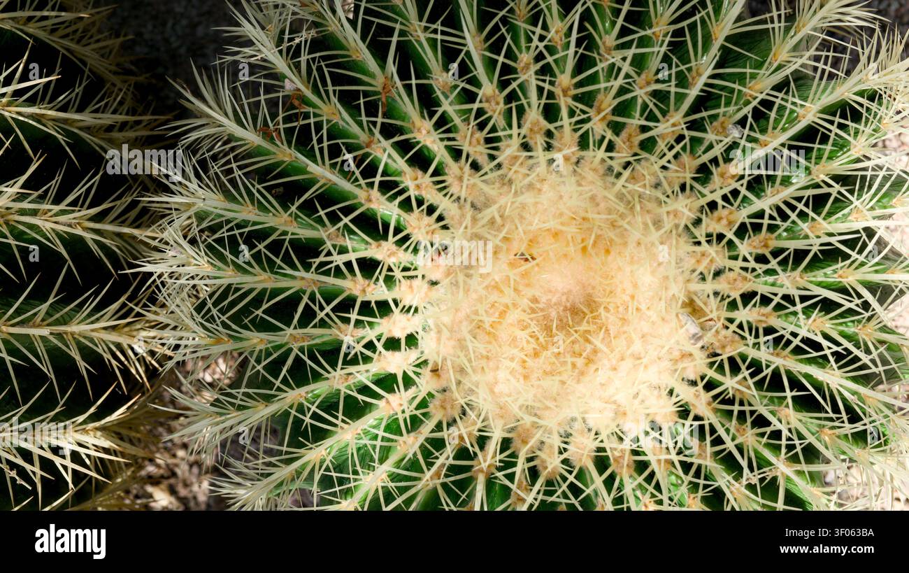 Una vista impressionante dall'alto di un cactus barrel rivela la sua perfetta simmetria radiale Foto Stock