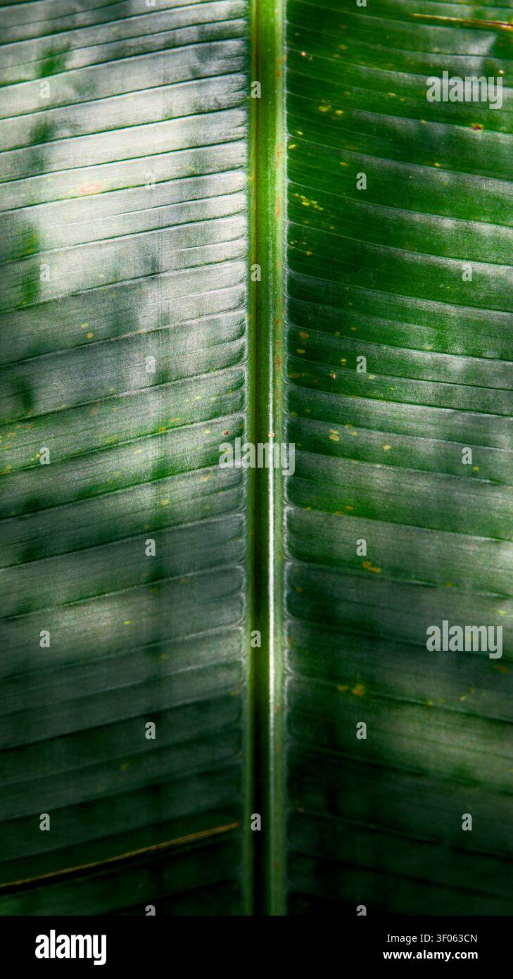 Un primo piano verticale di una grande foglia verde scuro mostra la sua robusta nervatura centrale e la venatura parallela Foto Stock