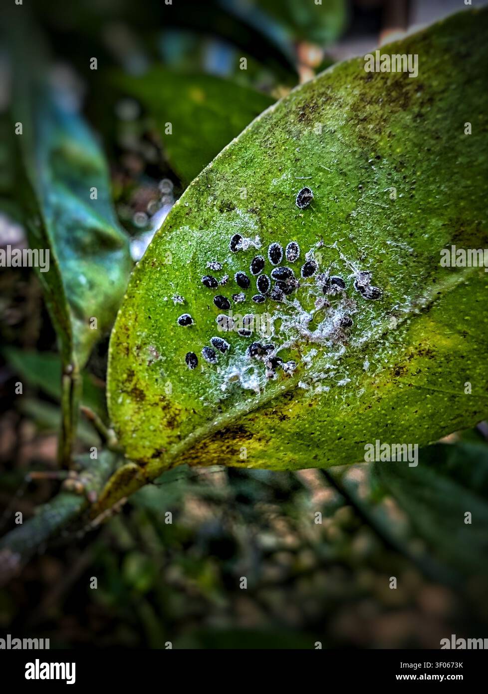 Una fotografia macro di una foglia di albero di agrumi infestata da cocciniglie nere o ninfe di mosca nera degli agrumi, accompagnata da residui cerosi bianchi e secrezioni di melata sulla superficie verde della foglia. - Immagine stock catturata con smartphone