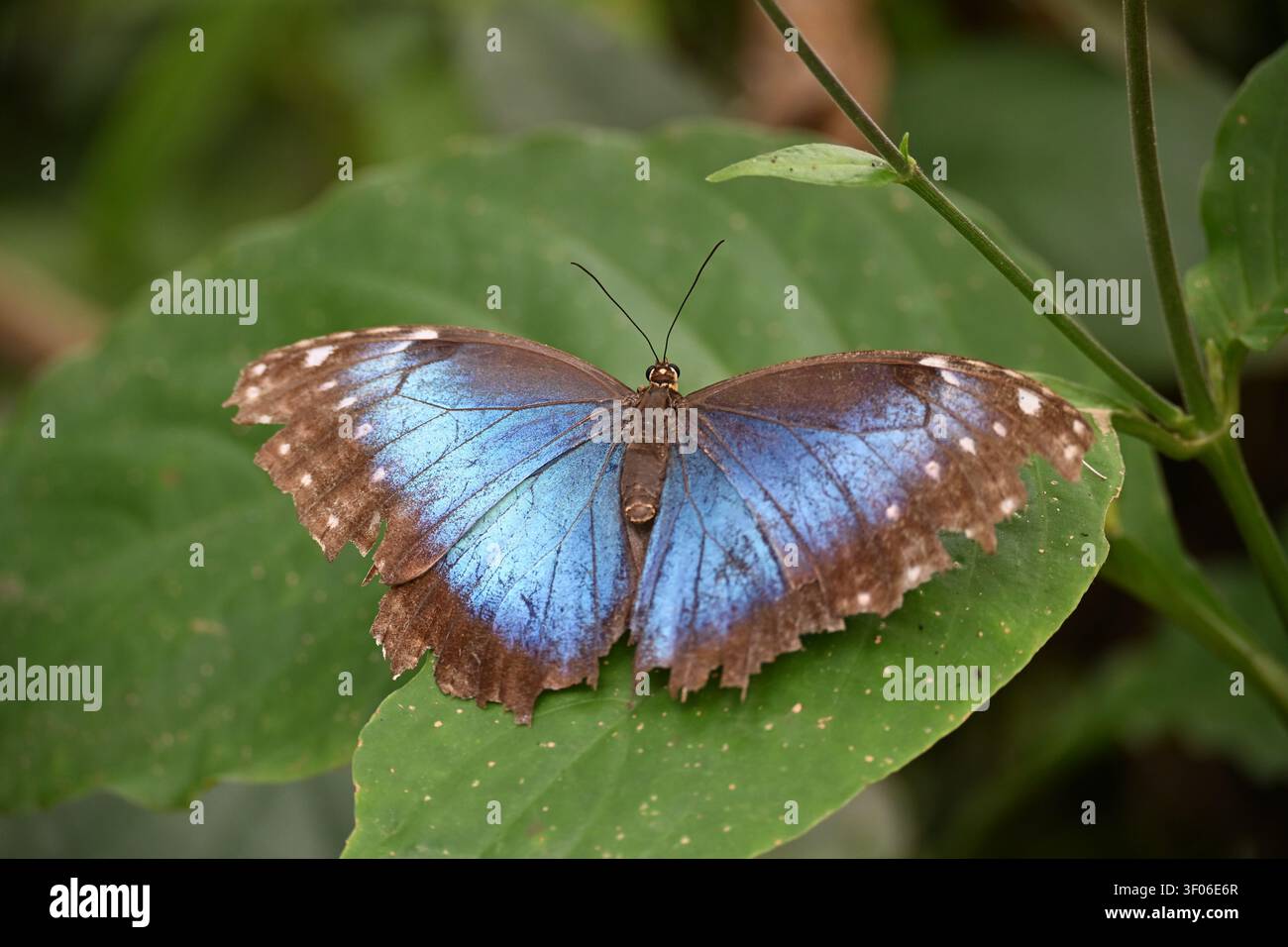 Farfalla blu posata su una foglia verde Foto Stock