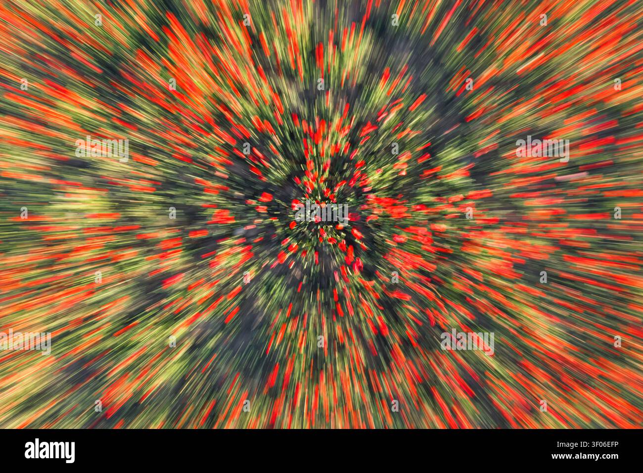Sfocatura con zoom radiale astratta di un albero ricoperto di bacche rosse e foglie verdi, creando un motivo dinamico e una texture colorata, fotografata Foto Stock