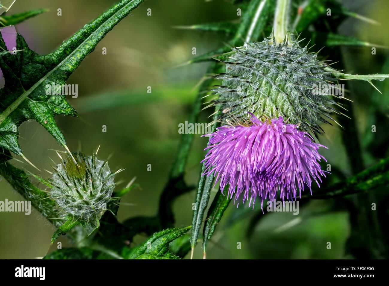 Il Cirsiun vulgare comunemente noto come cardo di lancia o cardo di toro con la vivace testa di fiori viola ots. Spesso collocato come il fiore nazionale di SCO Foto Stock