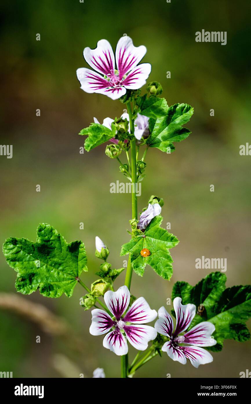 La pianta di malva commion con fiori viola e rosa con vene profonde di lampone-viola. Spesso chiamato Zebra Mallow. Foto Stock