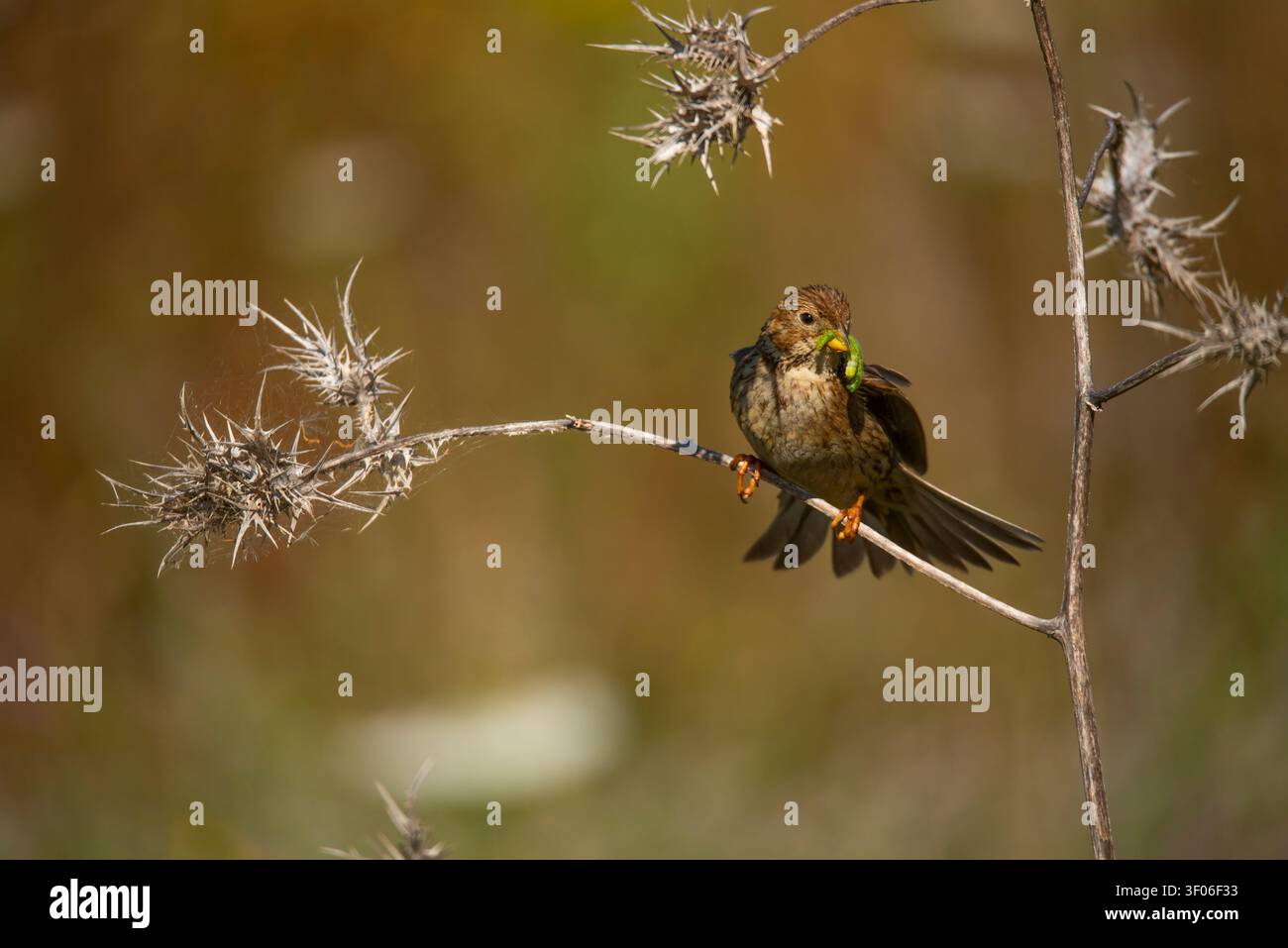 Un grappolo di mais, Emberiza calandra, si aprono graziosamente su un ramo asciutto, tenendo larve verdi. Il piumaggio marrone dell'uccello si fonde con il backgrou naturale Foto Stock