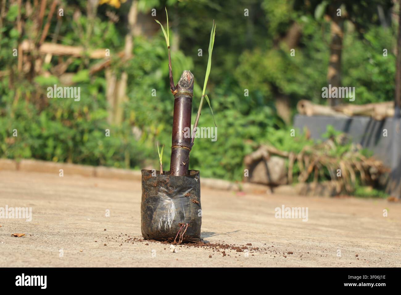 Borsa per vivaio o sacco di crescita con germogli verdi da un fusto di canna da zucchero pronto per essere piantato Foto Stock