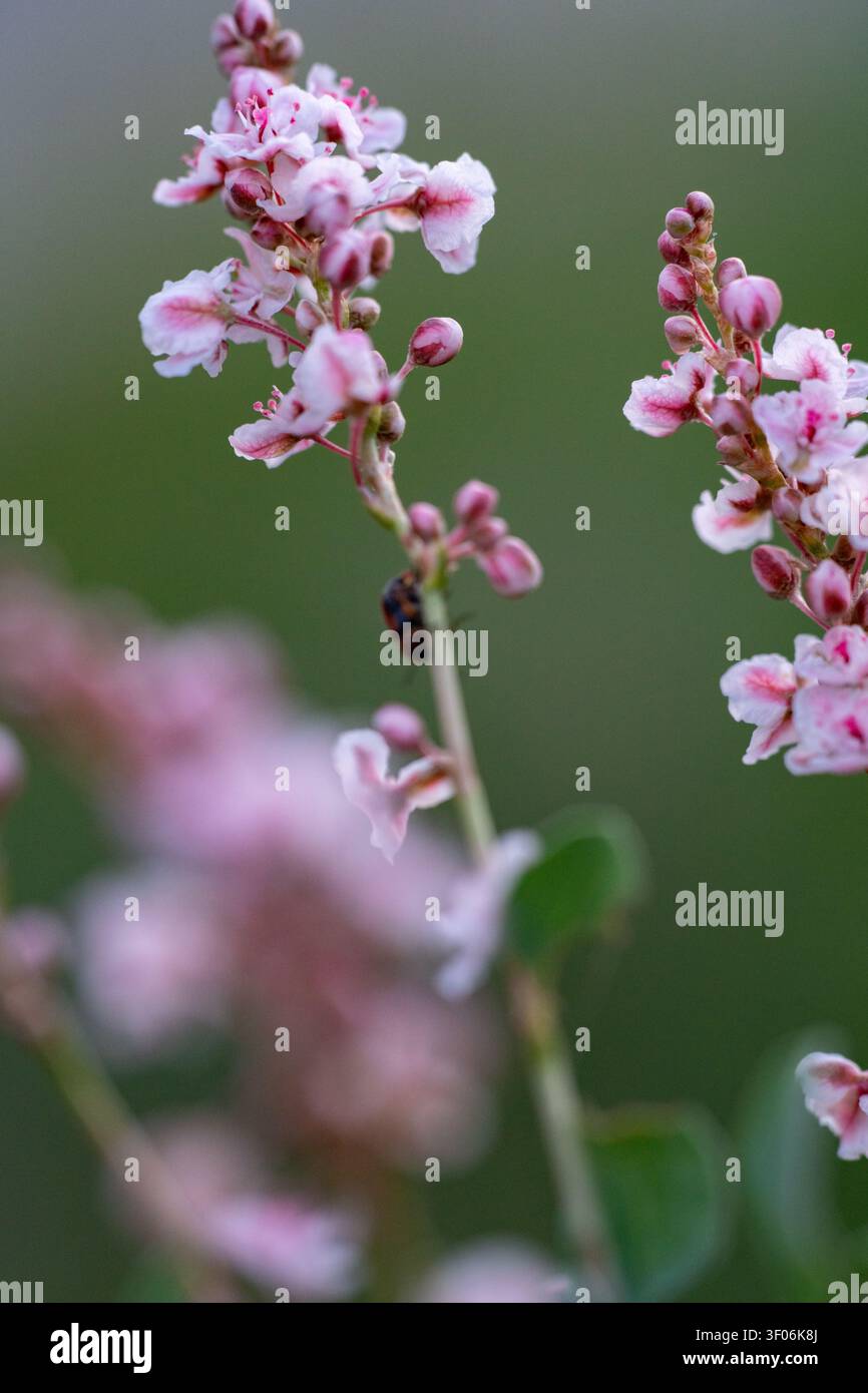 Il mondo macro delle piante e degli insetti Foto Stock