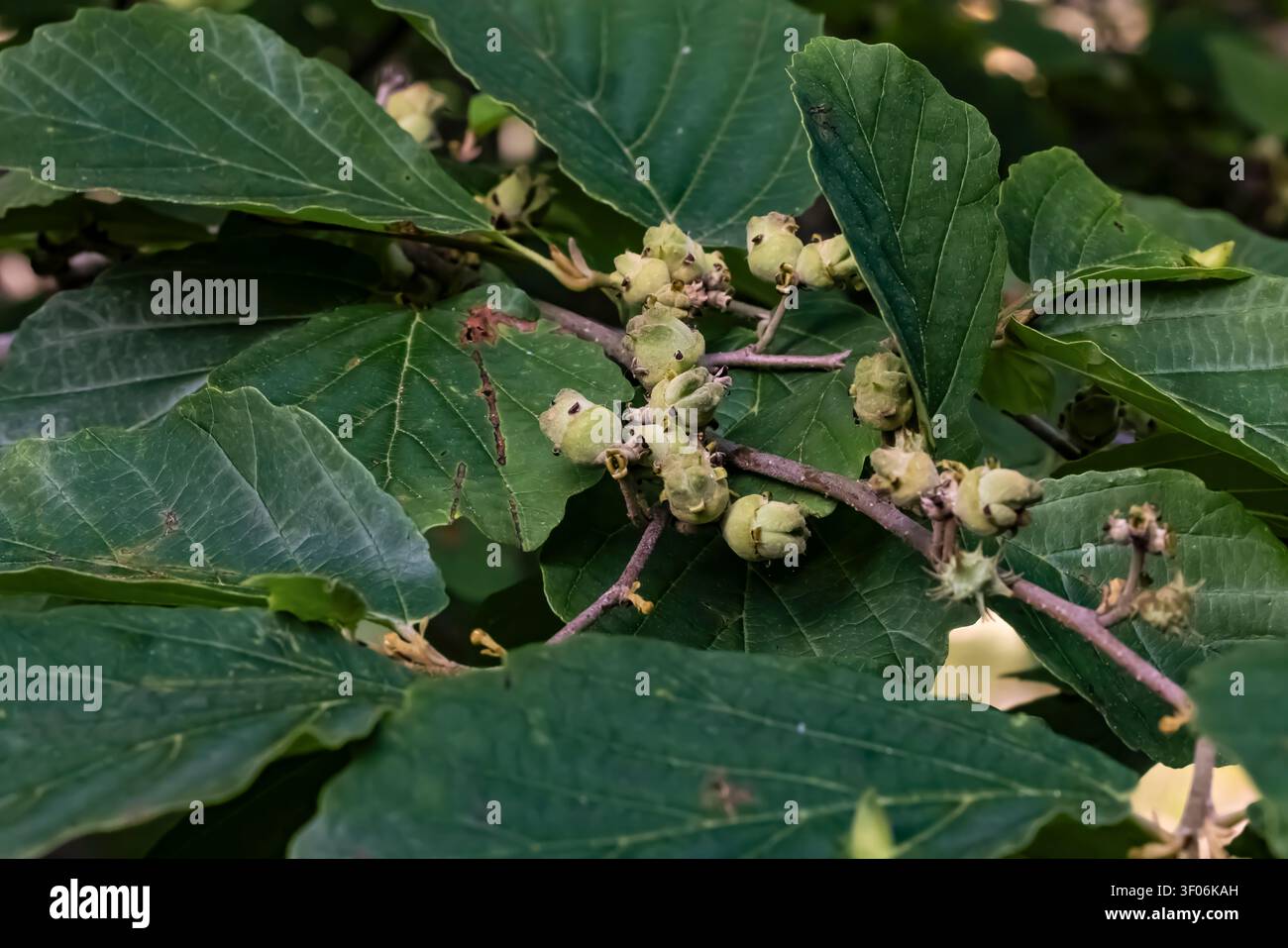 Nocciola strega, Hamamelis virginiana, foglie e frutta nella contea di Mecosta, Michigan, Stati Uniti Foto Stock